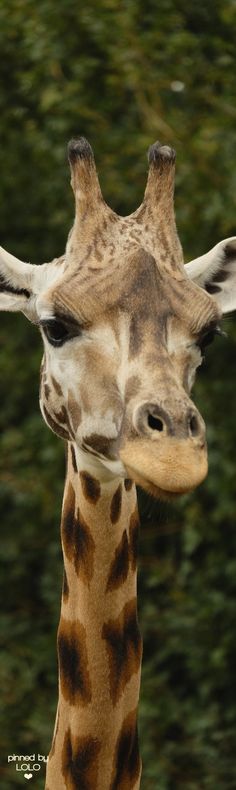 a giraffe's head and neck is shown with trees in the background