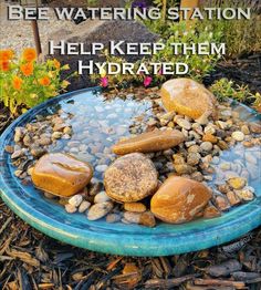 there are rocks in the water and pebbles on the ground with text overlay that reads bee watering station help keep them hydrated