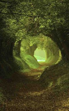 an image of a tunnel in the woods