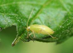 a yellow bug sitting on top of a green leaf