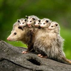 four oposshes are sitting on top of a tree trunk in the rain, with one possle looking at the camera