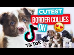 a group of puppies with the words cutest border collies on it