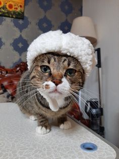 a cat wearing a hat on top of a table