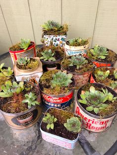 several tins with plants in them sitting on a table