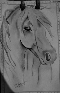 a pencil drawing of a horse's head