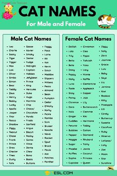 cat names for male and female