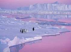 several penguins are walking on the ice in front of an icy lake with pink skies