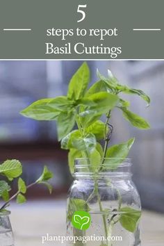 5 steps to repot Basil Cuttings How To Grow Basil In Water, How To Grow Herbs In Water, Basil Indoors Growing, Plants That Grow From Cuttings, Growing Basil In Water, Sweet Basil Plant, How To Grow Basil In A Pot, Grow Basil In Water, How To Grow Basil Indoors