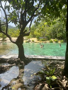 people are swimming in the water near trees