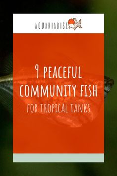 a fish with the words peaceful community fish for tropical tanks on it's side