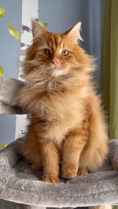 a fluffy orange cat sitting on top of a scratching post