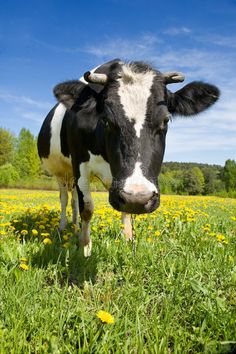 a black and white cow standing on top of a lush green field covered in yellow dandelions