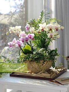 a potted plant sitting on top of a white table