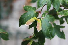 a green leafy tree with yellow and white flowers