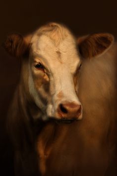 a brown and white cow with its head turned to the side looking at the camera