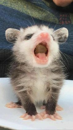 a ferret yawns while sitting on a plate with its mouth wide open