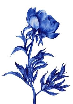 a blue flower is shown on a white background