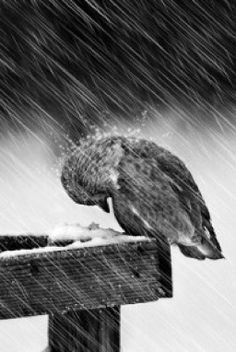 a bird sitting on top of a wooden fence in the rain