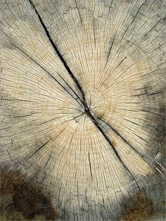 the cross section of an old tree trunk