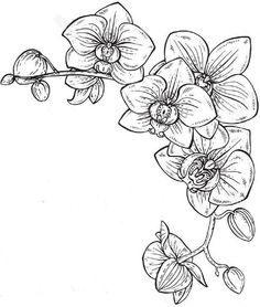 an orchid branch with flowers and leaves drawn in black ink on a white paper background