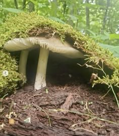 a mushroom with moss growing on it in the woods