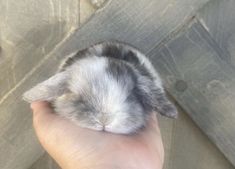 a person holding a small gray and white rabbit