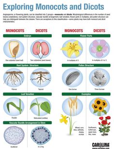 an image of different types of flowers and their parts in the text below it, which includes