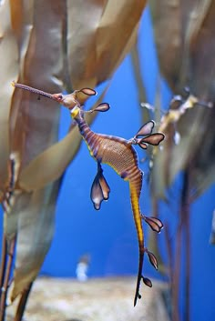 a seahorse is swimming in the water next to some plants and other aquatic life