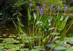 purple flowers are growing in the water next to lily pads and green plants with leaves