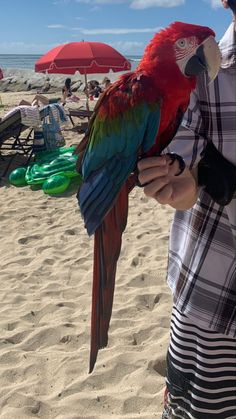 a person holding a parrot on the beach