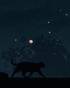 a black cat walking across a field at night with the moon in the sky behind it