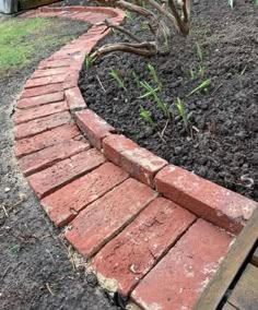 a brick path in the middle of a garden with dirt and grass around it, next to a small tree