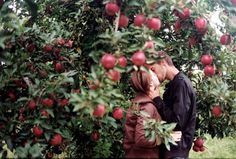 a man and woman kissing in an apple tree with lots of red apples on it