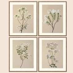 four framed photographs of wildflowers in white and brown frames on a beige background