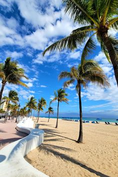 palm trees line the beach on a sunny day