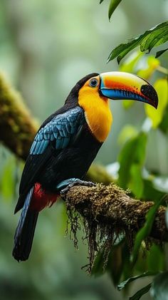 a colorful toucan perched on a tree branch