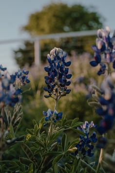 some blue flowers are growing in the grass