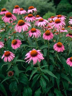 many pink flowers are blooming in the garden