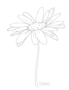 a drawing of a daisy flower with the words daisy on it's bottom corner