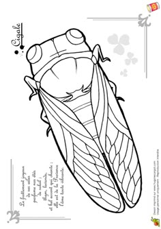 the diagram shows how to draw a cicada's body and head in two different ways