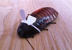 a cockroach with a piece of paper stuck to it's back on a wooden surface