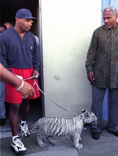 two men standing next to each other with a small tiger on a leash in front of them