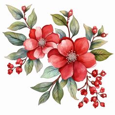 a watercolor painting of red flowers and green leaves on a white background with berries