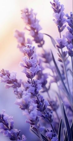 lavender flowers in the sunlight with blurry background