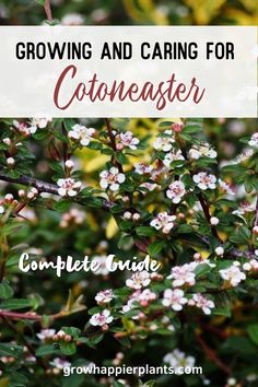 flowering and caring for cotneaster is an easy way to get started in the garden