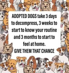 a group of dogs with the words adopted dogs take 3 days to decompress 3 weeks to start to know your routine and 3 months to start to feel at home give them that chance