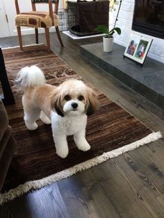 a small brown and white dog standing on top of a rug