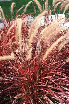 some very pretty red plants in the grass