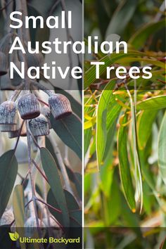 small australian native trees with text overlay