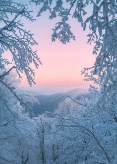 snow covered trees in the foreground with pink sky and mountains in the back ground